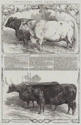 Smithfield Club Preisrinder